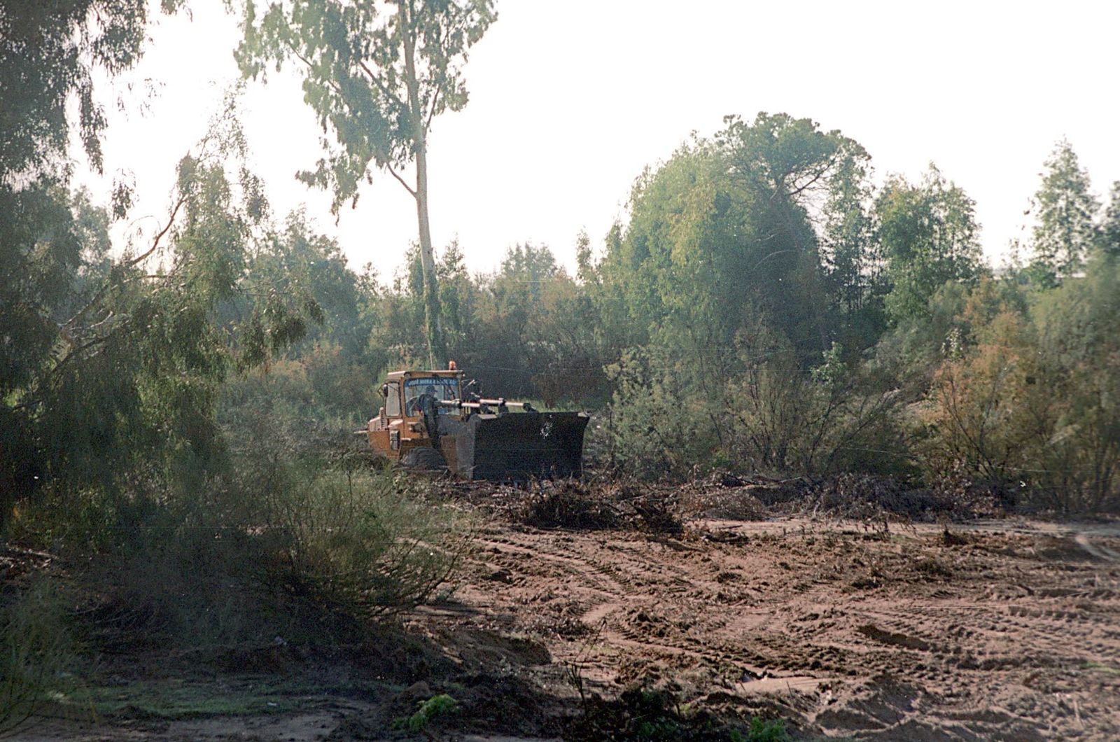 Bosque de eucaliptos.