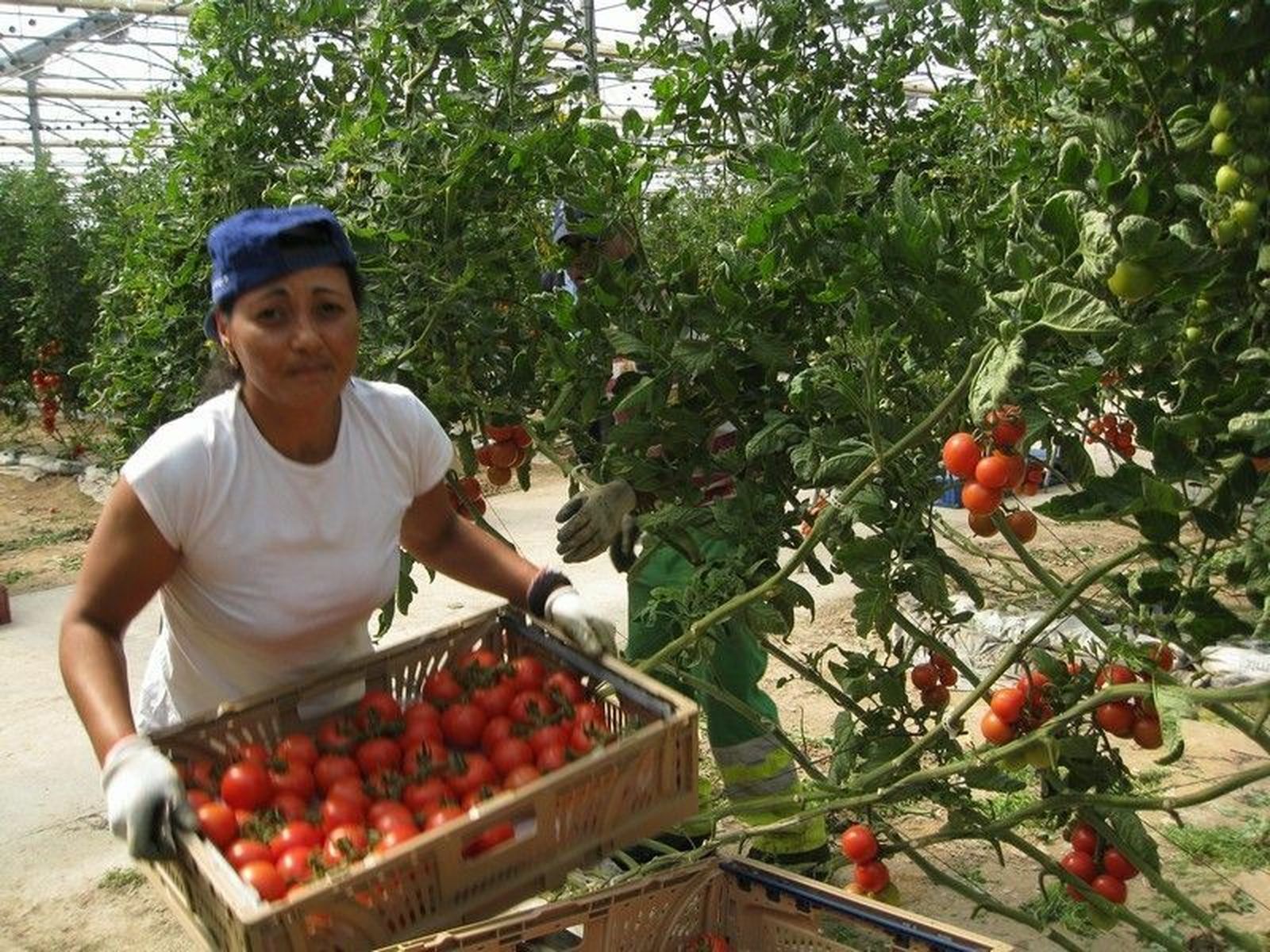 El tomate marroquí compite con el almeriense en la UE de octubre a junio.