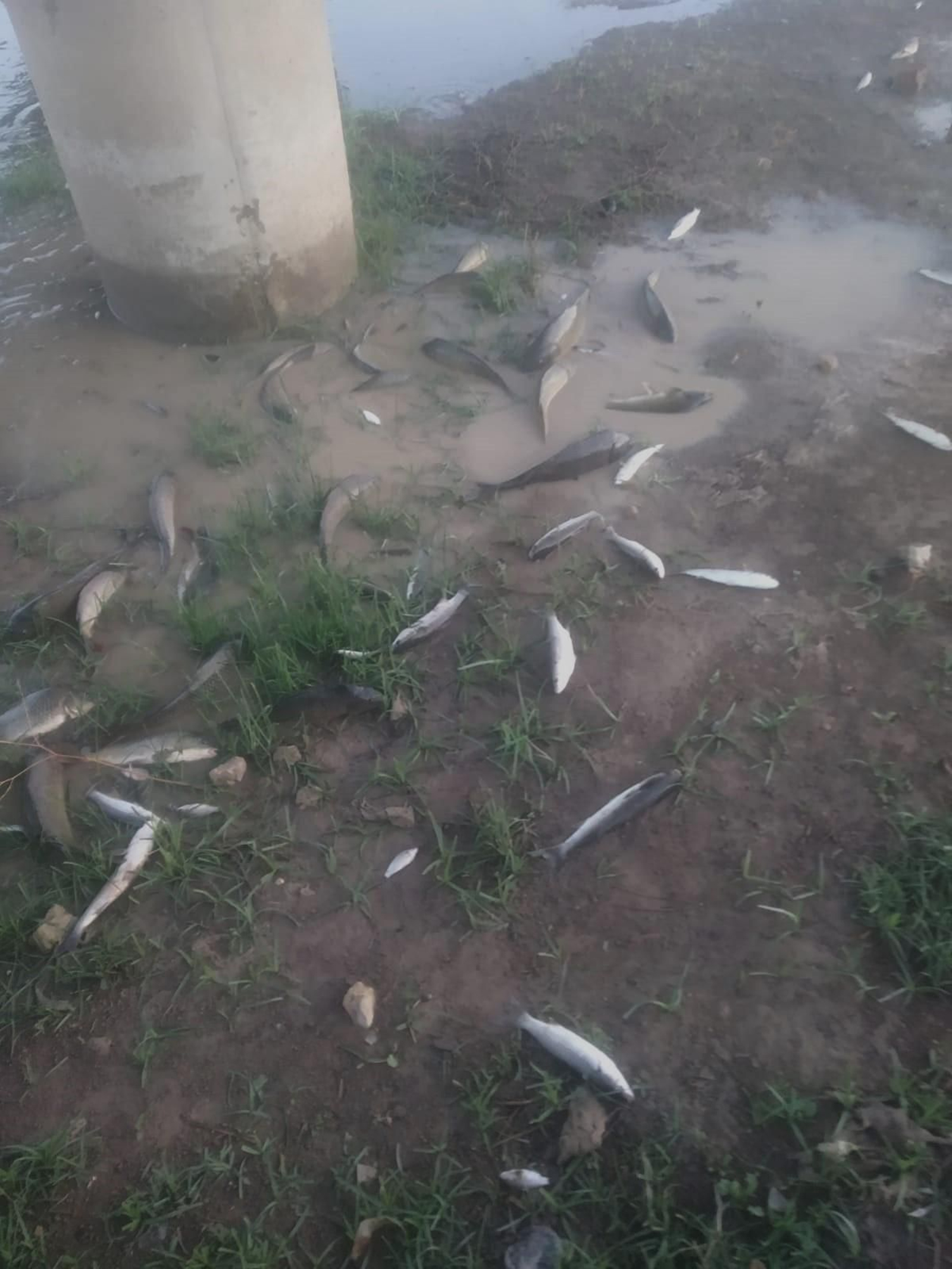 Algunos de los peces muertos en el cauce del Guadaira