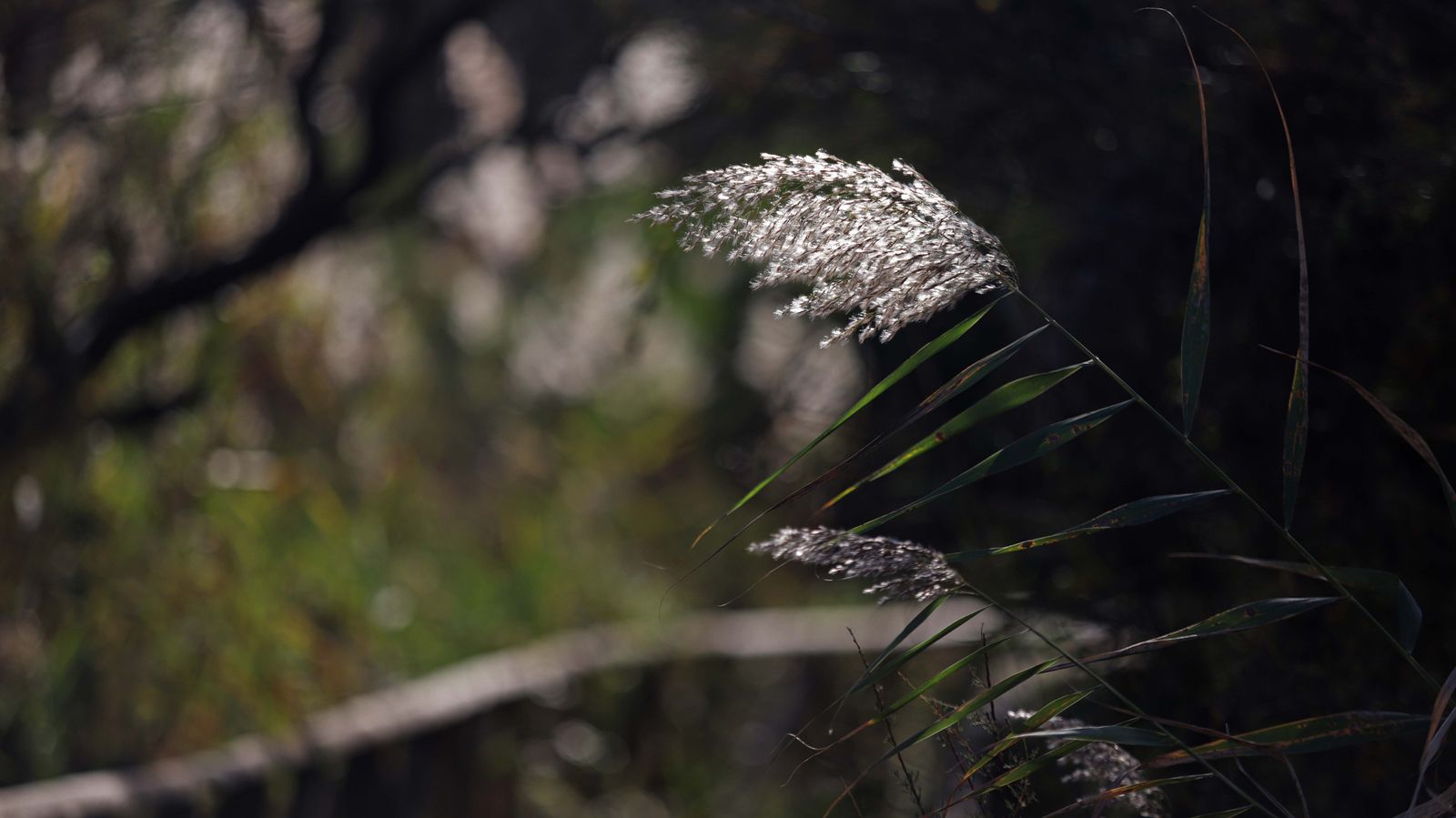 Fotos del estuario del río Guadiaro en San Roque