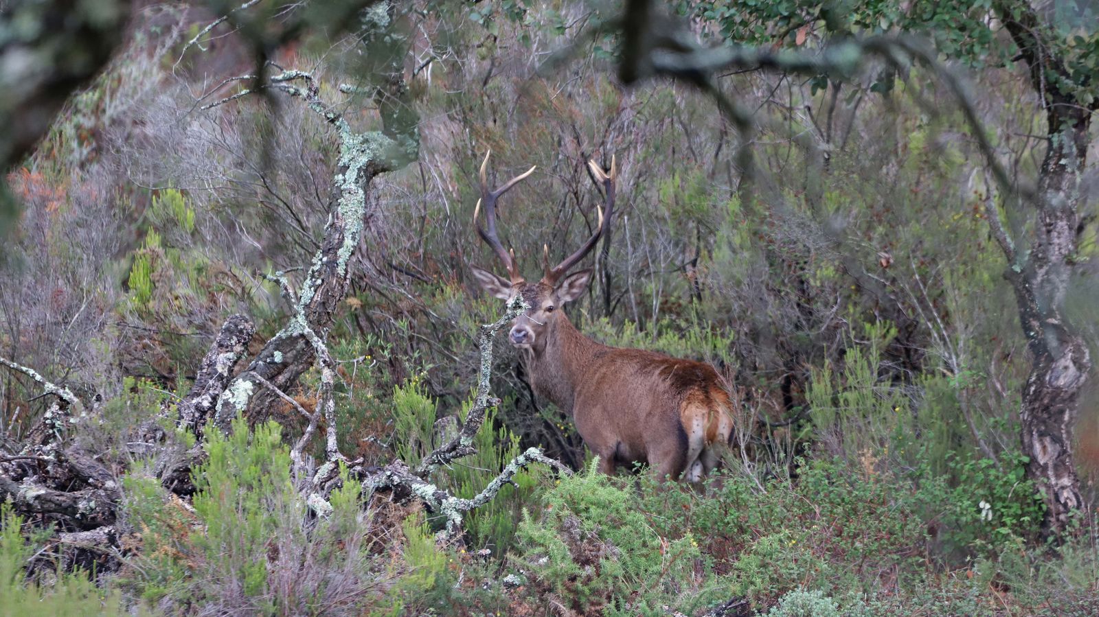 Fotos de la berrea en el Campo de Gibraltar