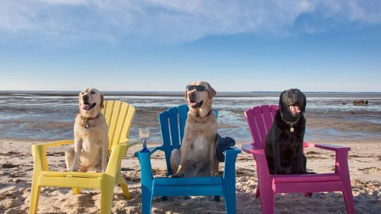 Dónde bañarte con tu mascota en Huelva