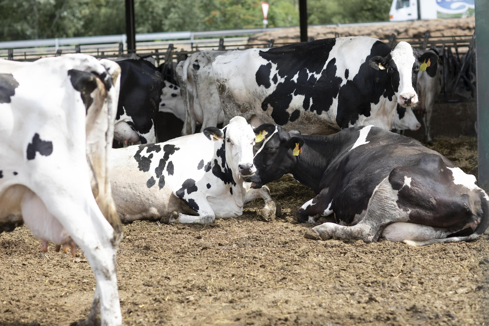 Vacas en una granja de la provincia de Granada. Vacas en una granja de la provincia de Granada.