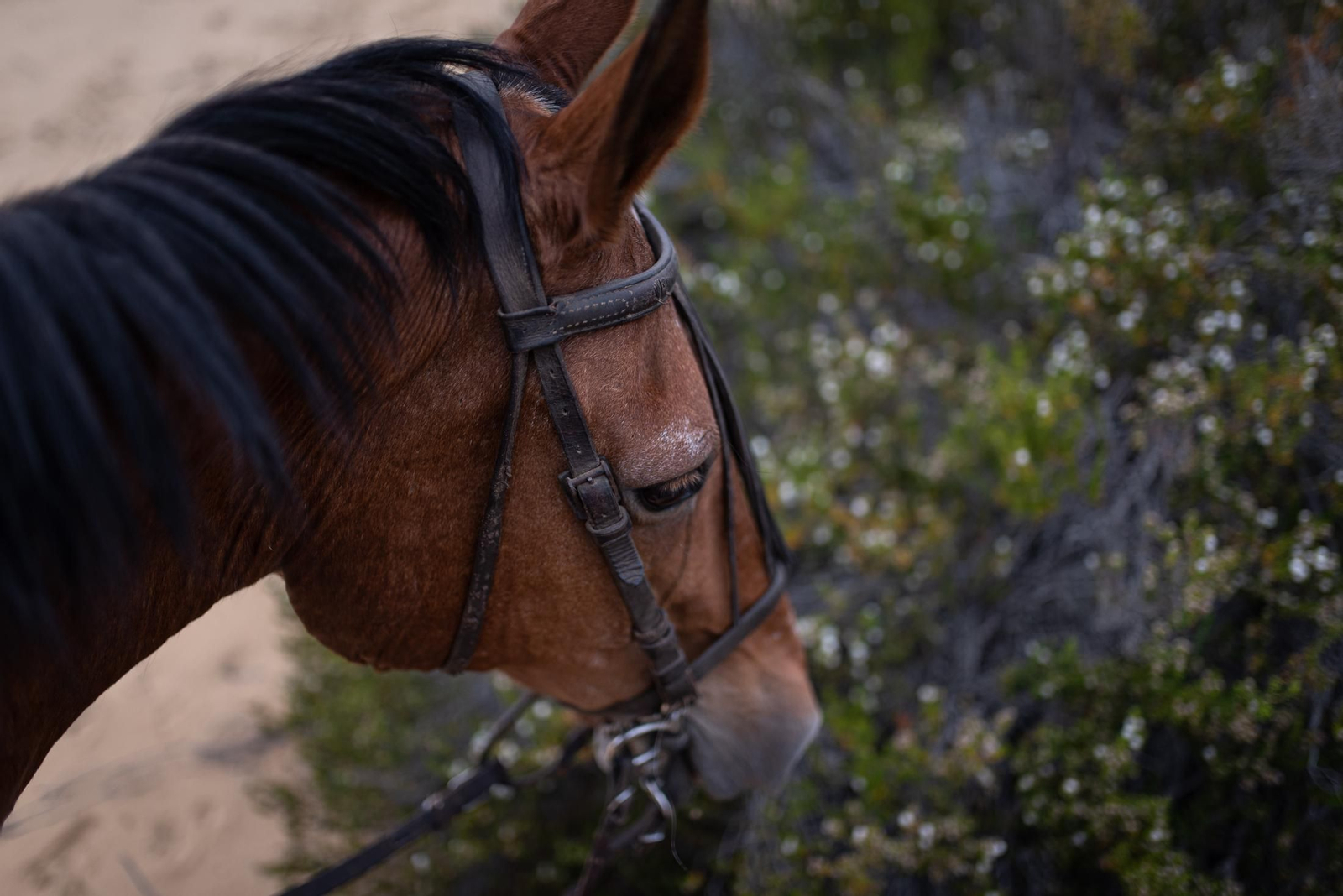 Un paseo a caballo por Doñana en imágenes