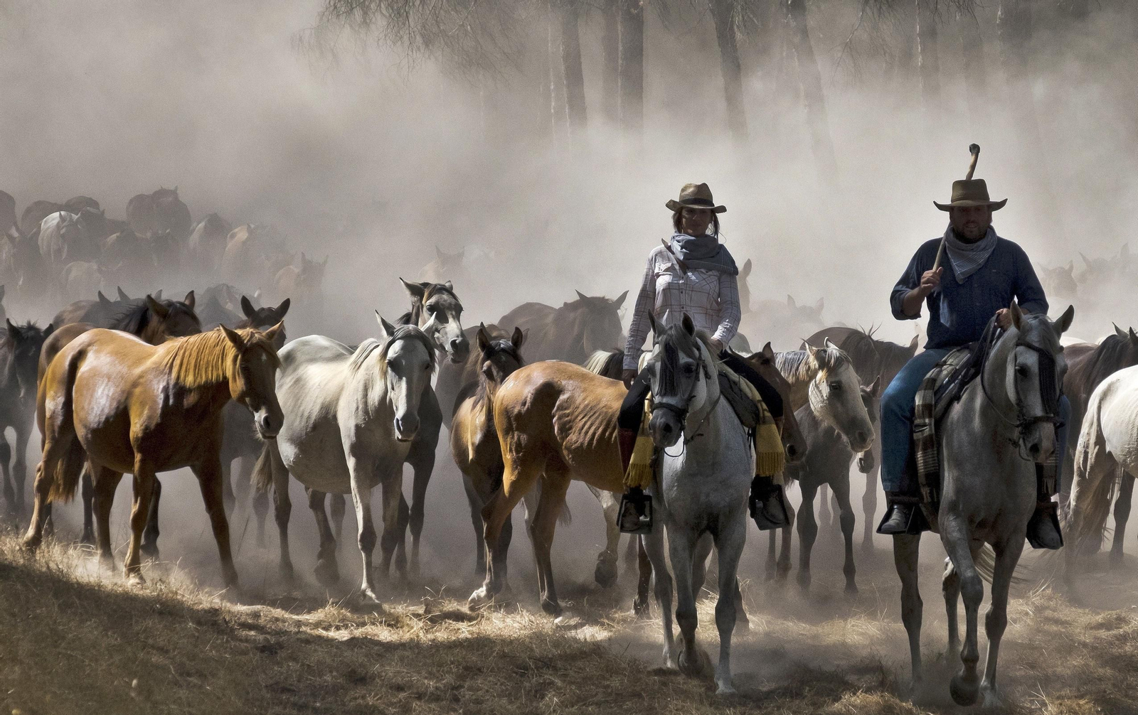 Recogida de yeguas en Doñana para ser trasladadas a Hinojos.