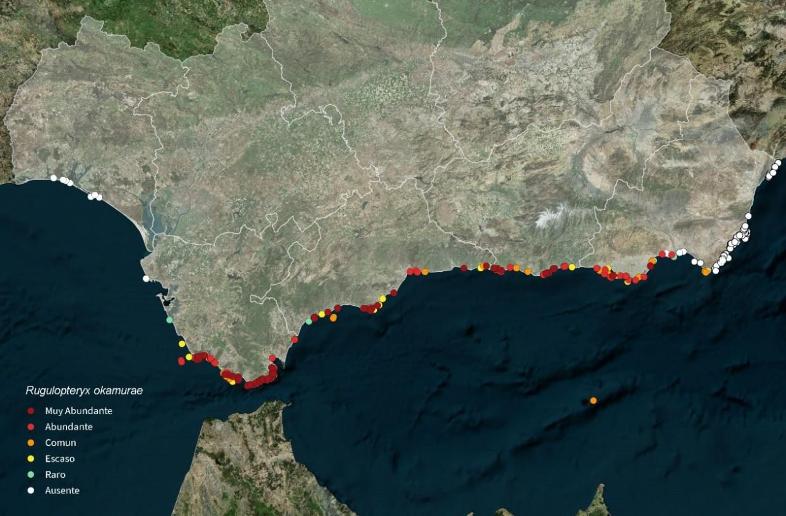 Abundancia de la especie asentada en el sustrato hasta mayo de 2025.