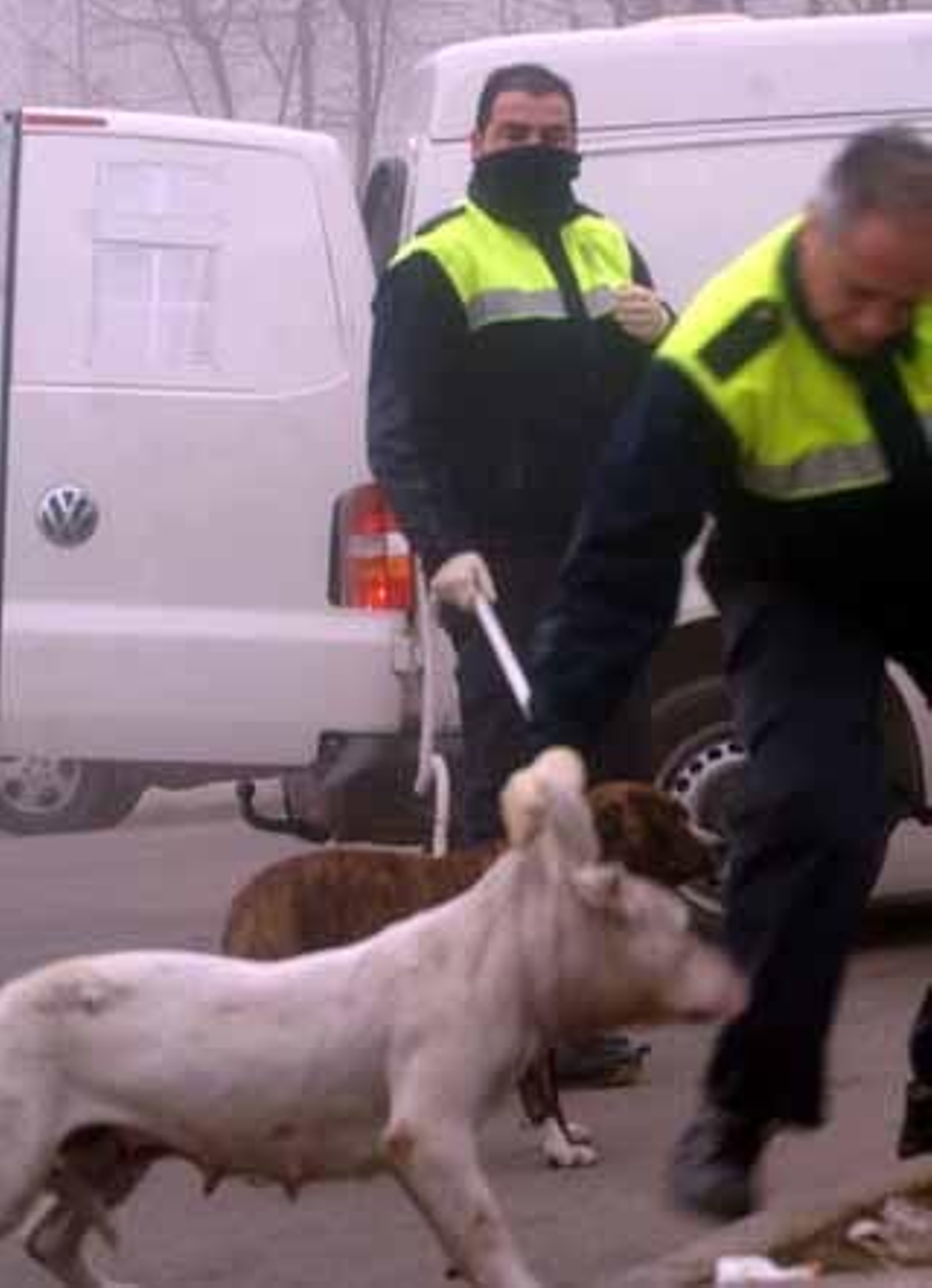 El Ayuntamiento 'barre' la zona Norte de perros peligrosos