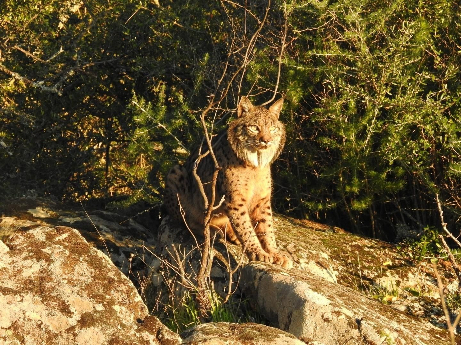Lince ibérico en una de las zonas de estudio dentro del Parque Natural Sierra de Andújar (Jaén).