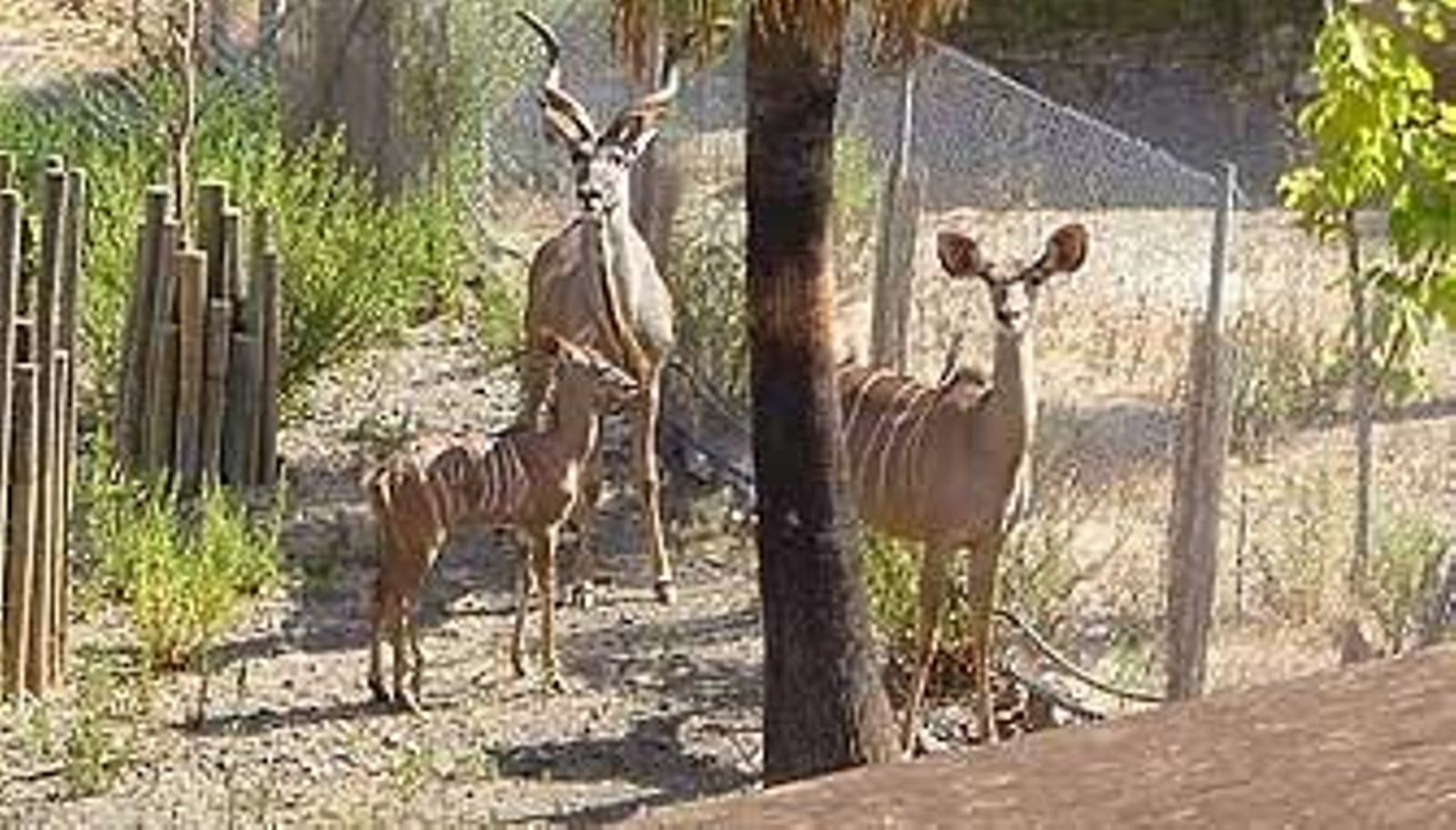 Nace en Estepona un ejemplar de gran kudú, un antílope africano