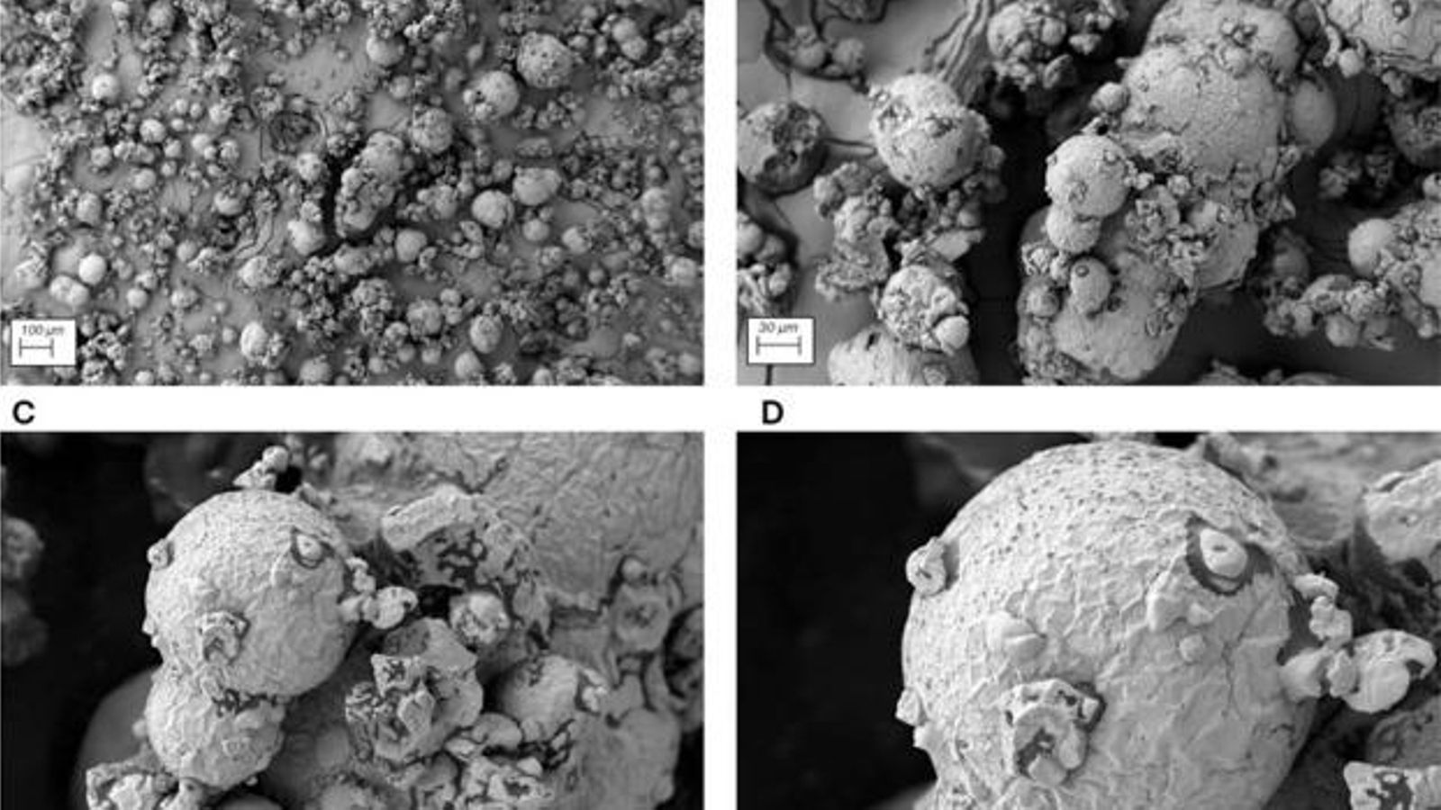Imágenes obtenidas con microscopio electrónico de barrido.