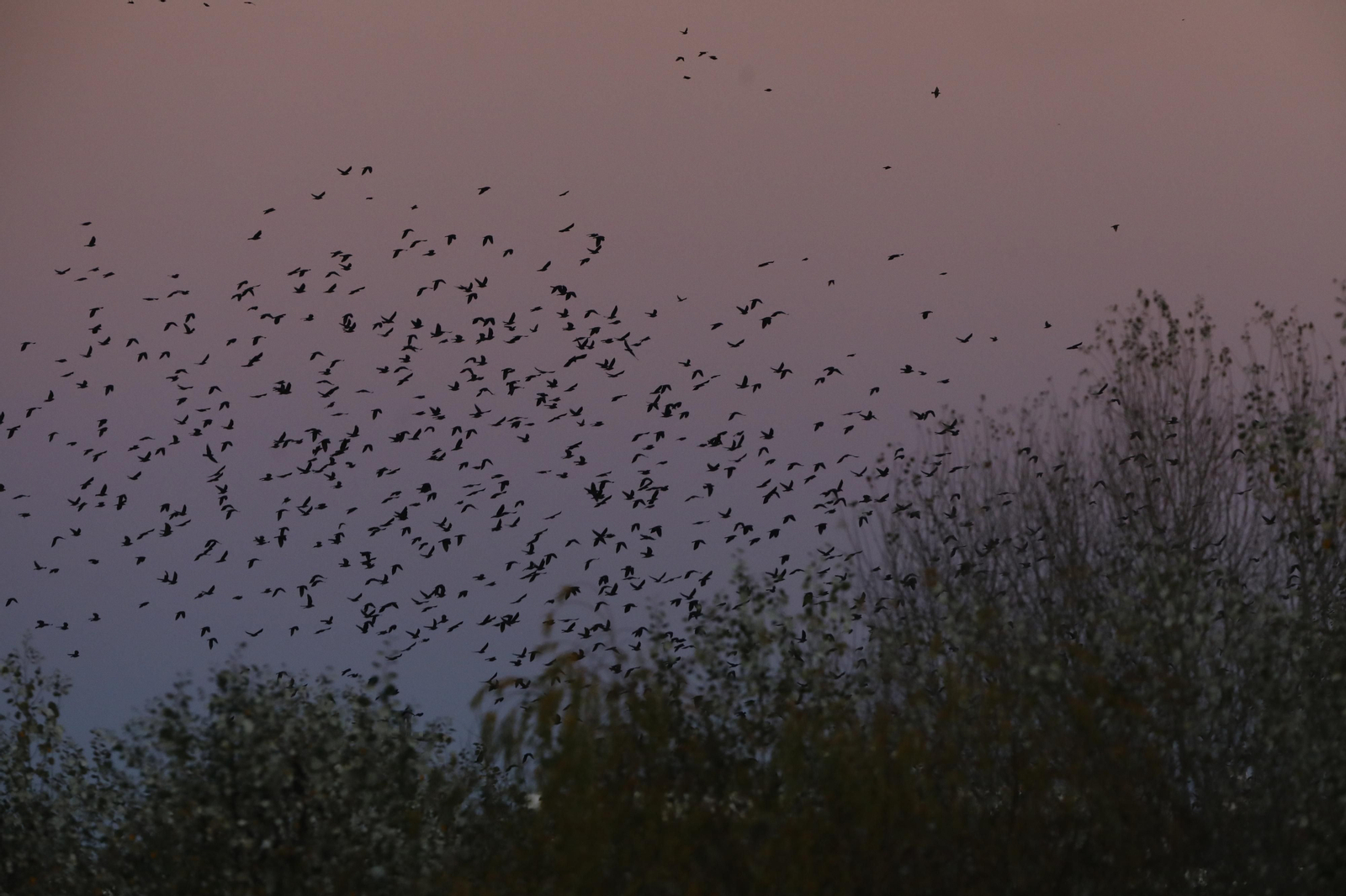 Las aves que habitan en Los Sotos de la Albolafia de Córdoba, en fotografías