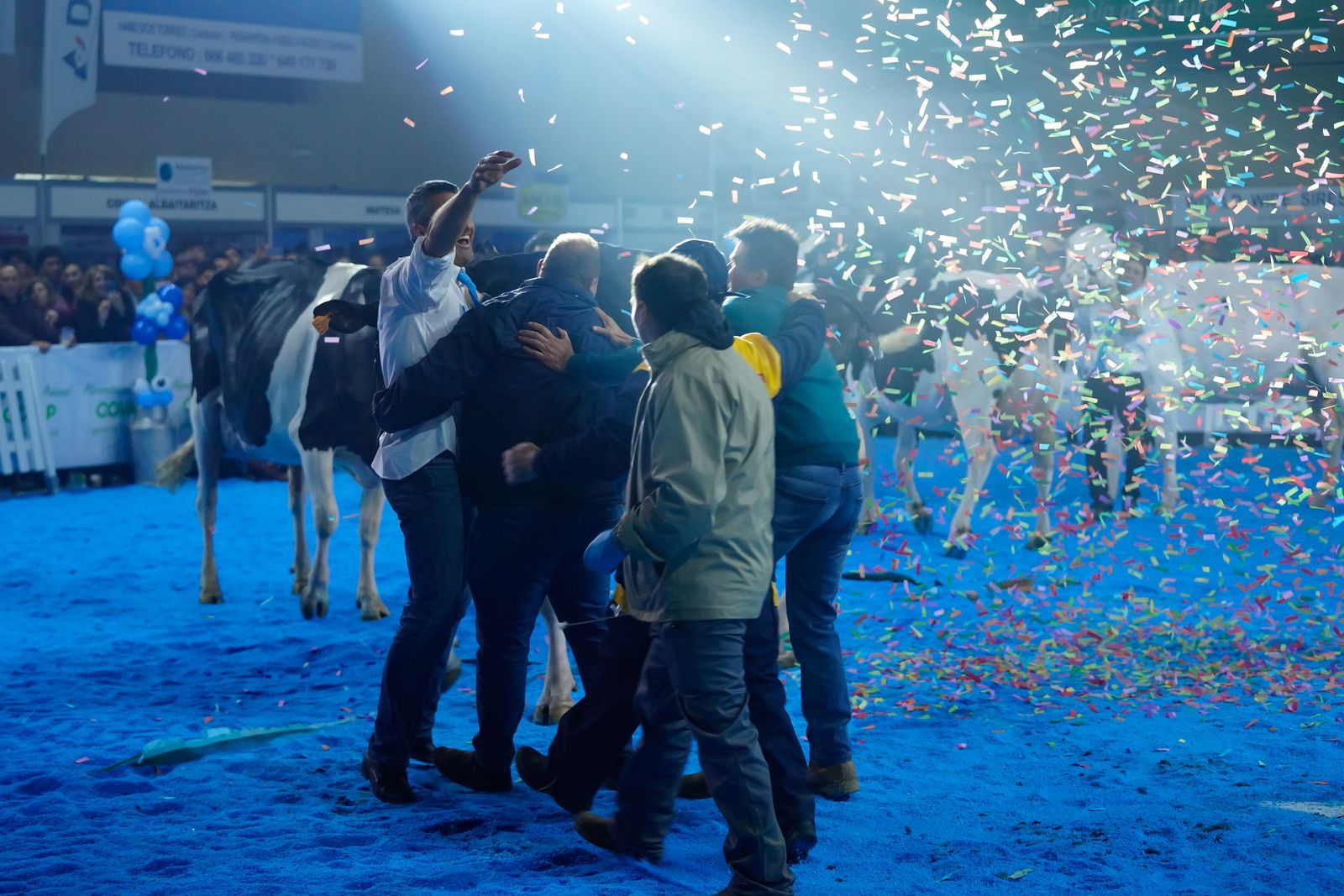 La elección de la Vaca Gran Campeona de Dos Torres, en fotografías