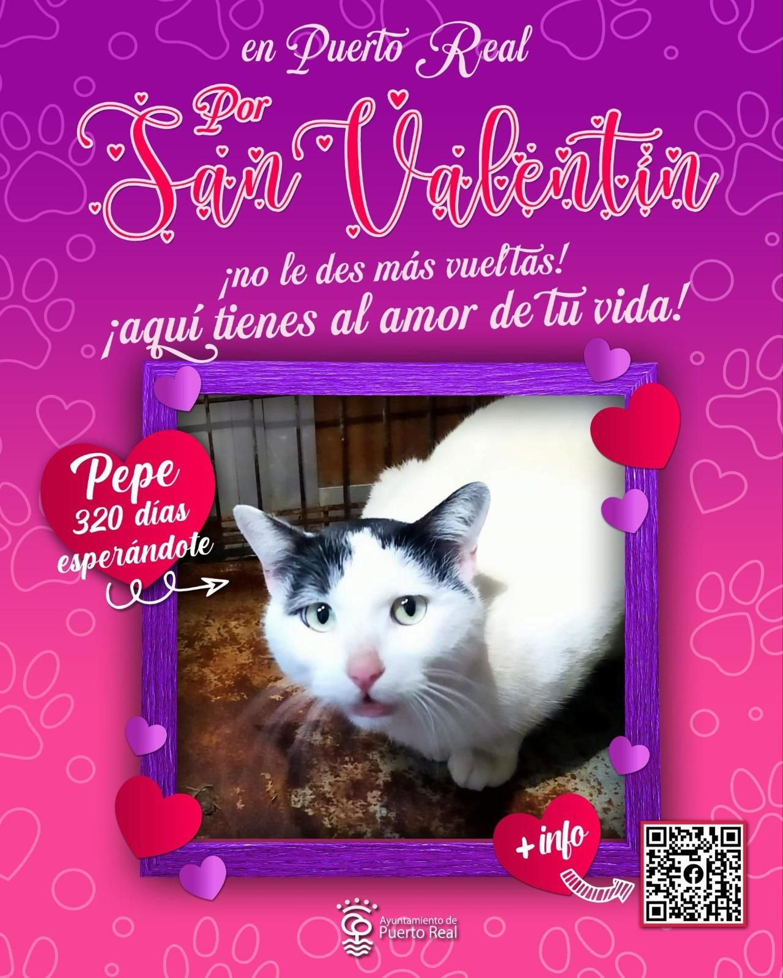 Mascota a la espera de ser adoptada