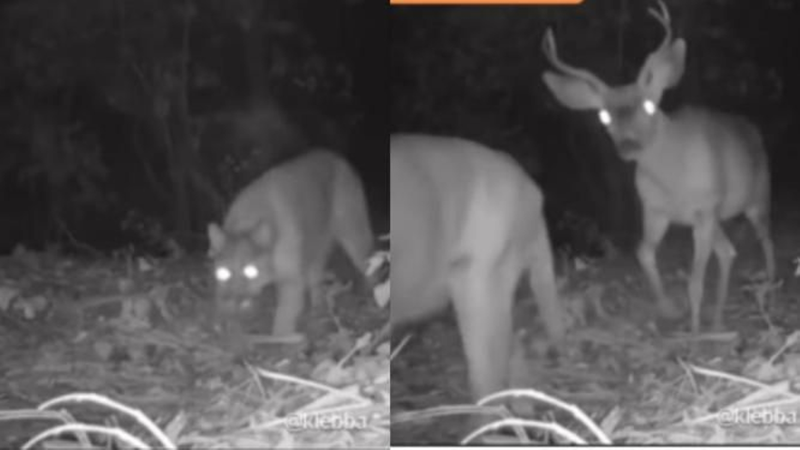 Graban la extraña escena de un puma paseando con un ciervo