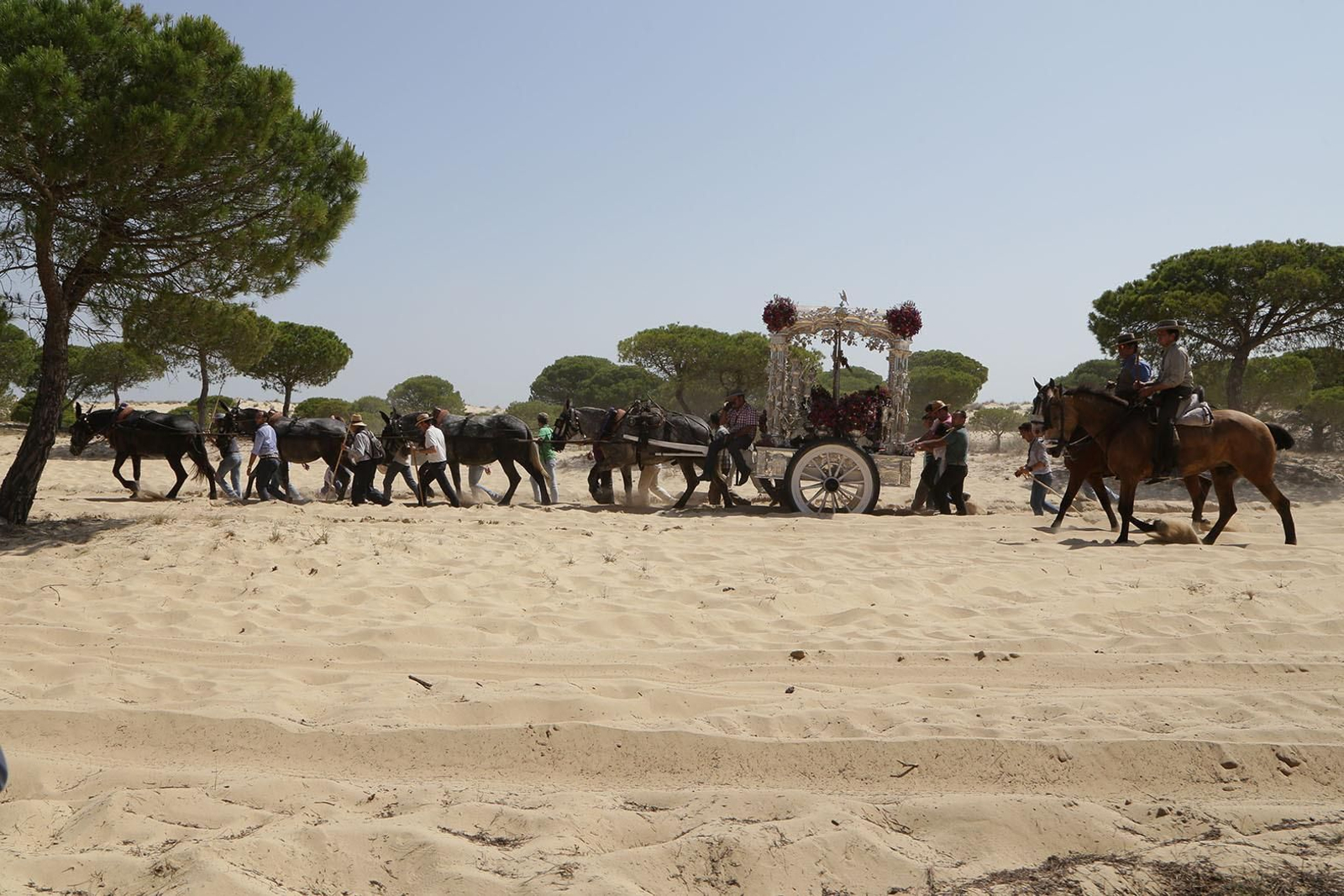 La hermandad del Rocío de Jerez ya se encuentra en el corazón del Coto de Doñana en su camino de vuelta. La hermandad del Rocío de Jerez ya se encuentra en el corazón del Coto de Doñana en su camino de vuelta.
