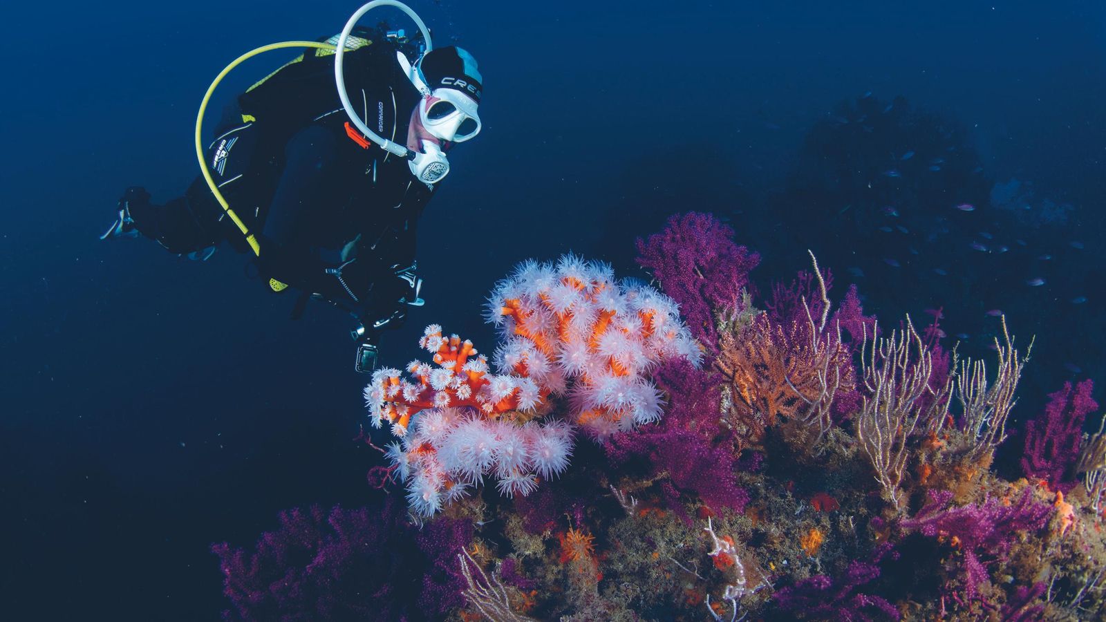 Submarinismo principal Punto Garita del Enano.
