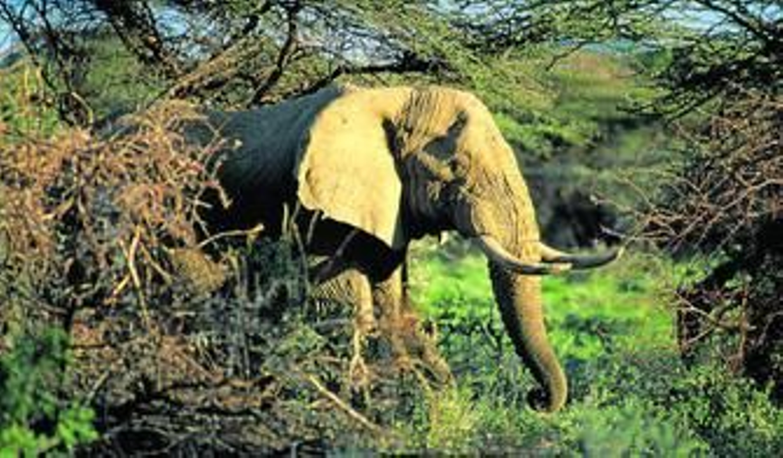 Fotograma de 'Elefantes, el ocaso de los gigantes', documental español que competirá en el Ficcad.