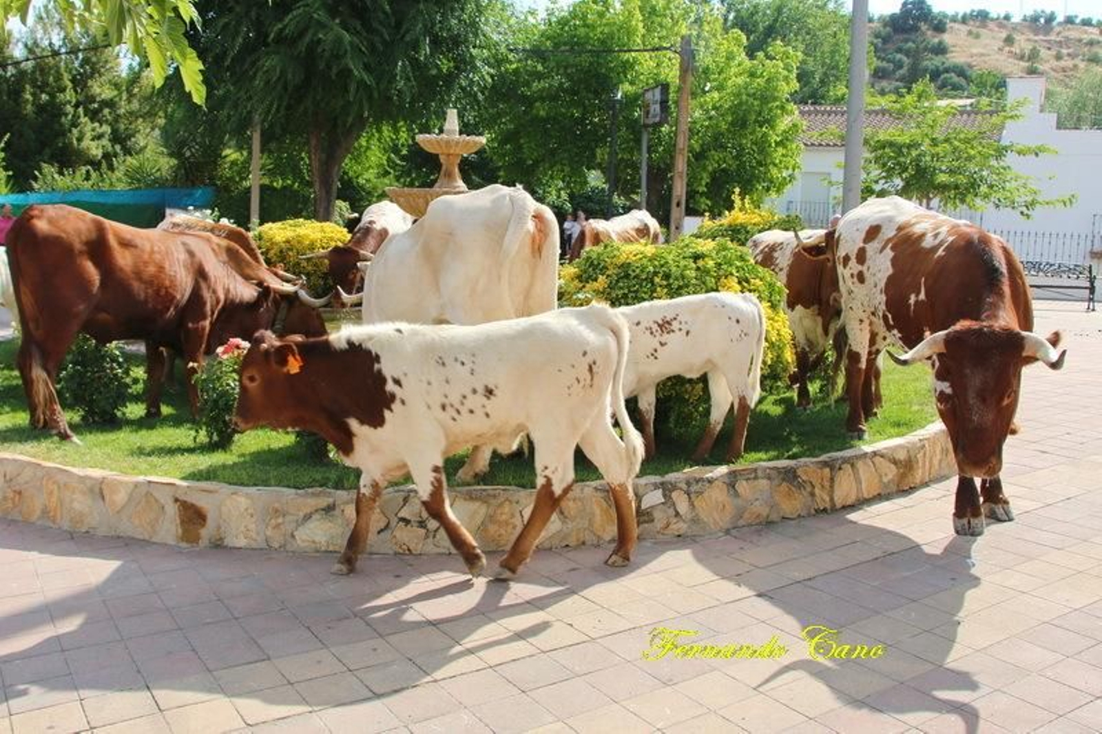 Las reses del ganadero Pablo Espinar hacen la trashumancia a su paso por Mogón.