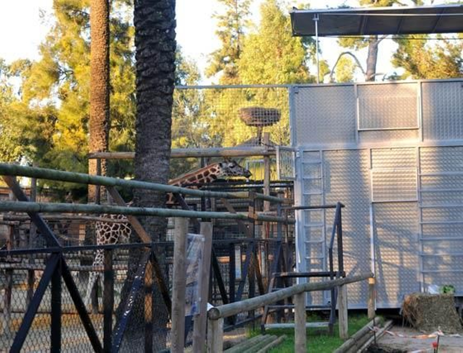 Jerezana, la jirafa de Rothschild nacida en marzo del año pasado en el Zoobotánico de Jerez ha sido trasladada al Parque Zoológico de Valencia para continuar con los trabajos de conservación de dicha especie

Foto: Manuel Aranda