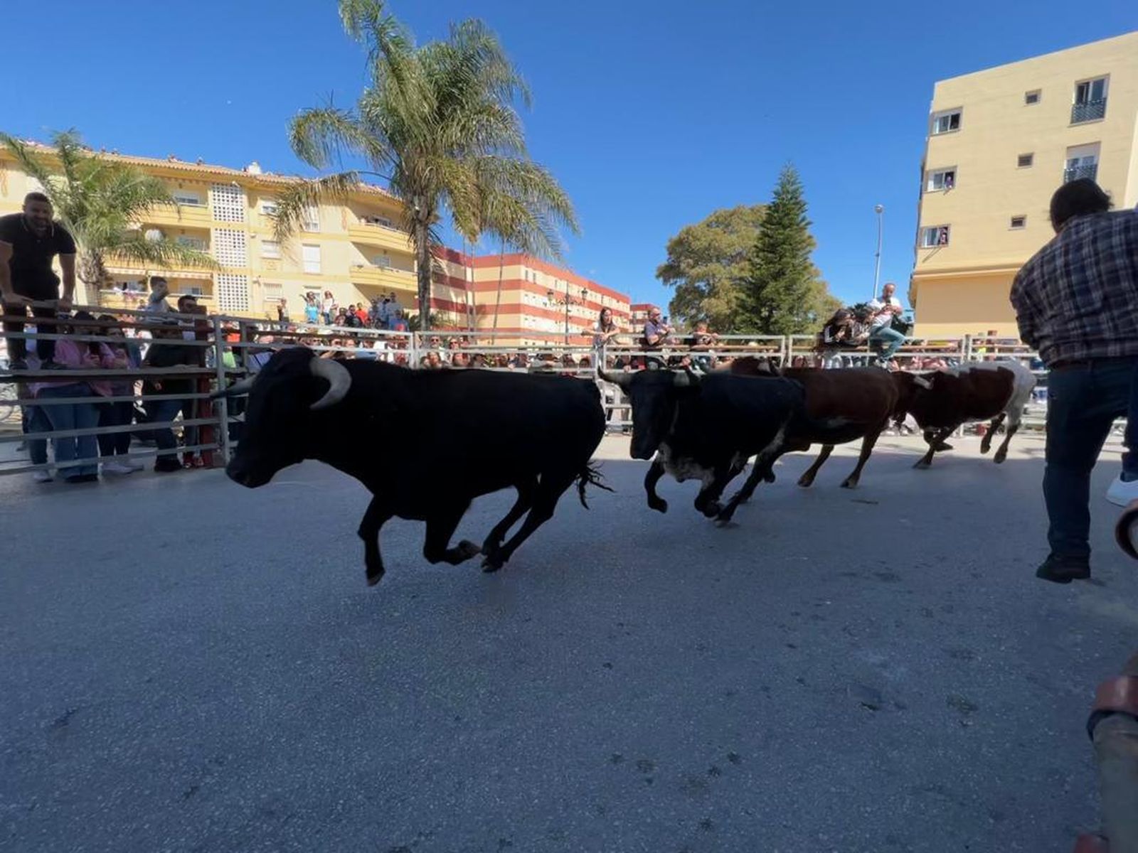 Los erales de La Espuela recorren las calles de Los Barrios, este sábado.
