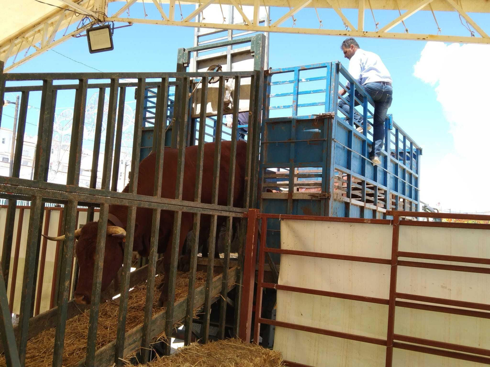 Jueves de feria de Vejer, en imágenes