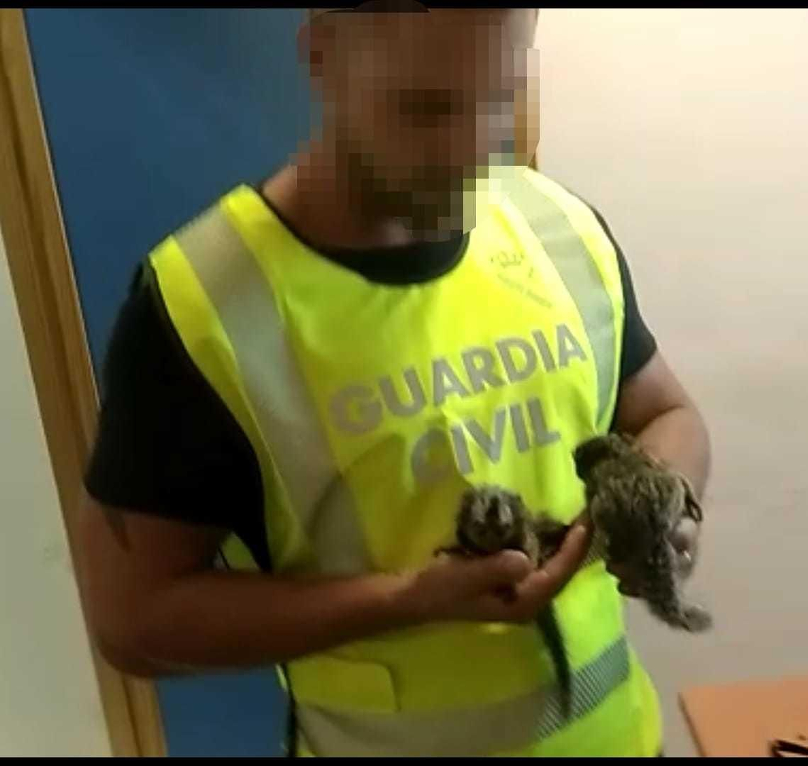 Un agente de la Guardia Civil con los monos recuperados.