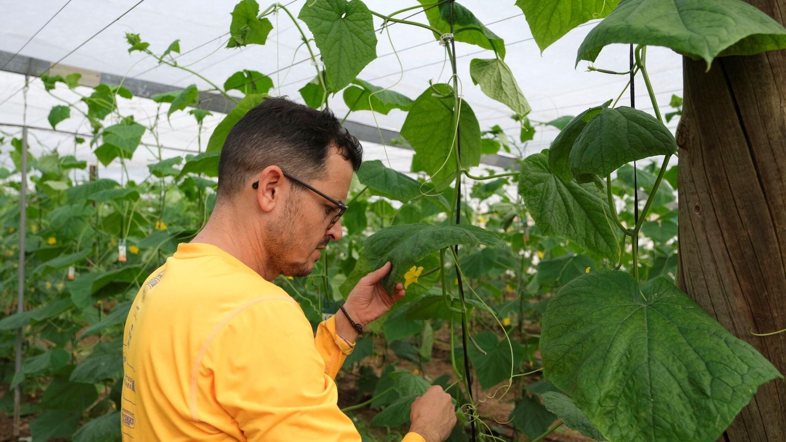 Isaías vigila los cultivos planta a planta.