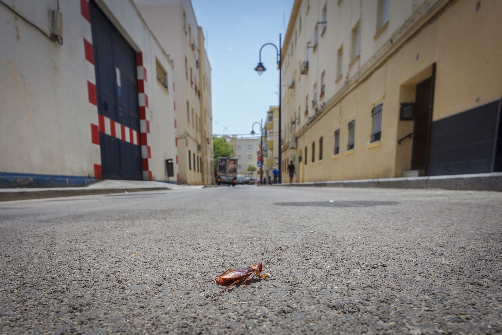 Los vecinos mataron a muchas cucarachas a lo largo de la mañana. En la imagen, una de las últimas supervivientes.