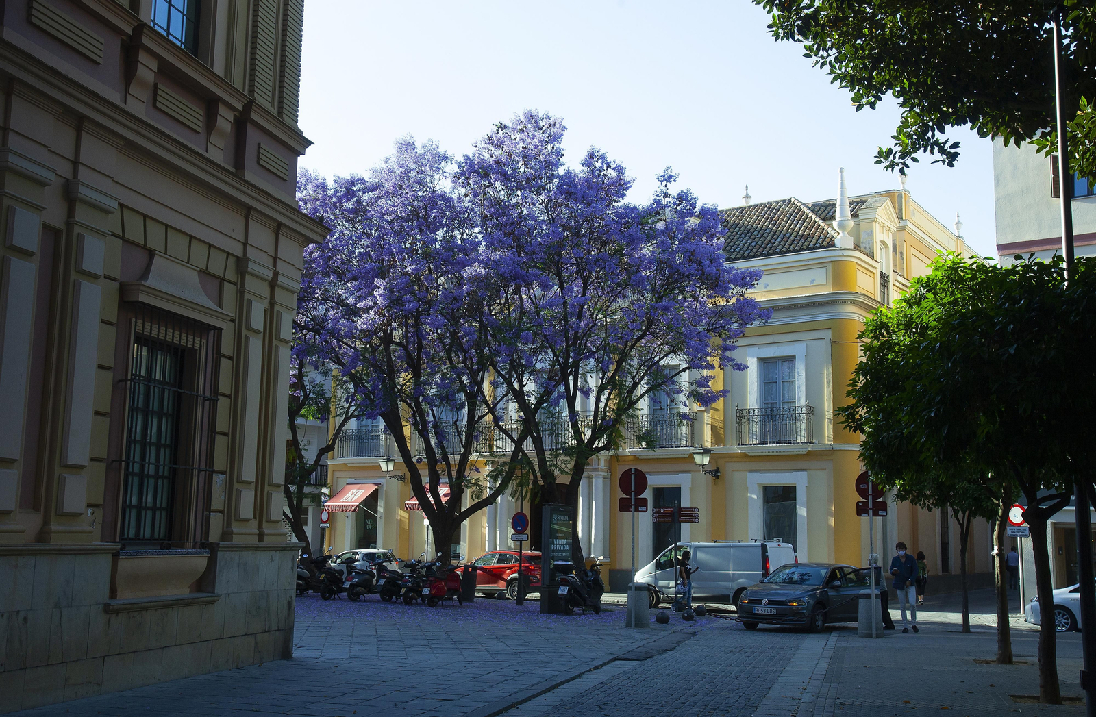 Las jacarandas tiñen Sevilla de morado