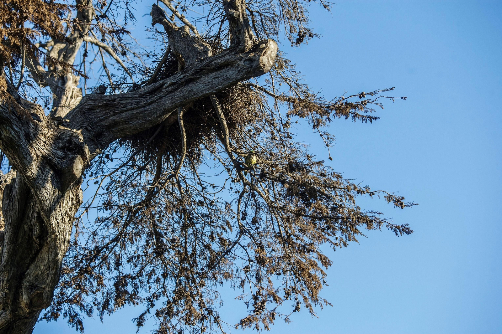Imágenes del mal estado del Parque Genovés de Cádiz