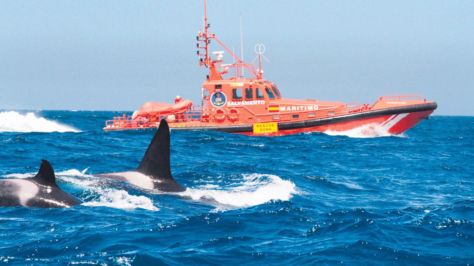 Orcas junto a una embarcación de Salvamento Marítimo en la zona del Estrecho. Orcas junto a una embarcación de Salvamento Marítimo en la zona del Estrecho.