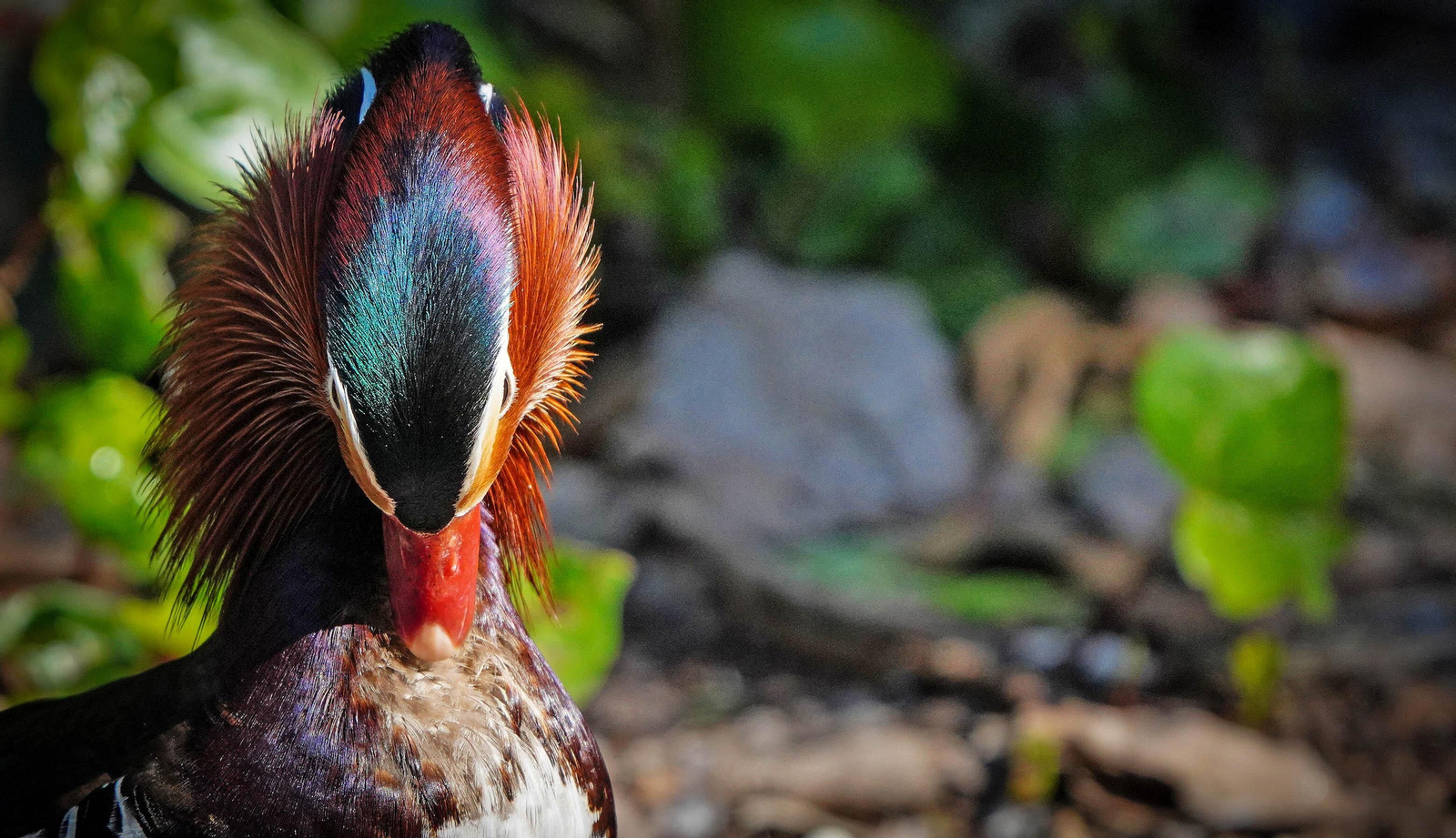 Uno de los patos que viven en el Zoo de Jerez. Uno de los patos que viven en el Zoo de Jerez.