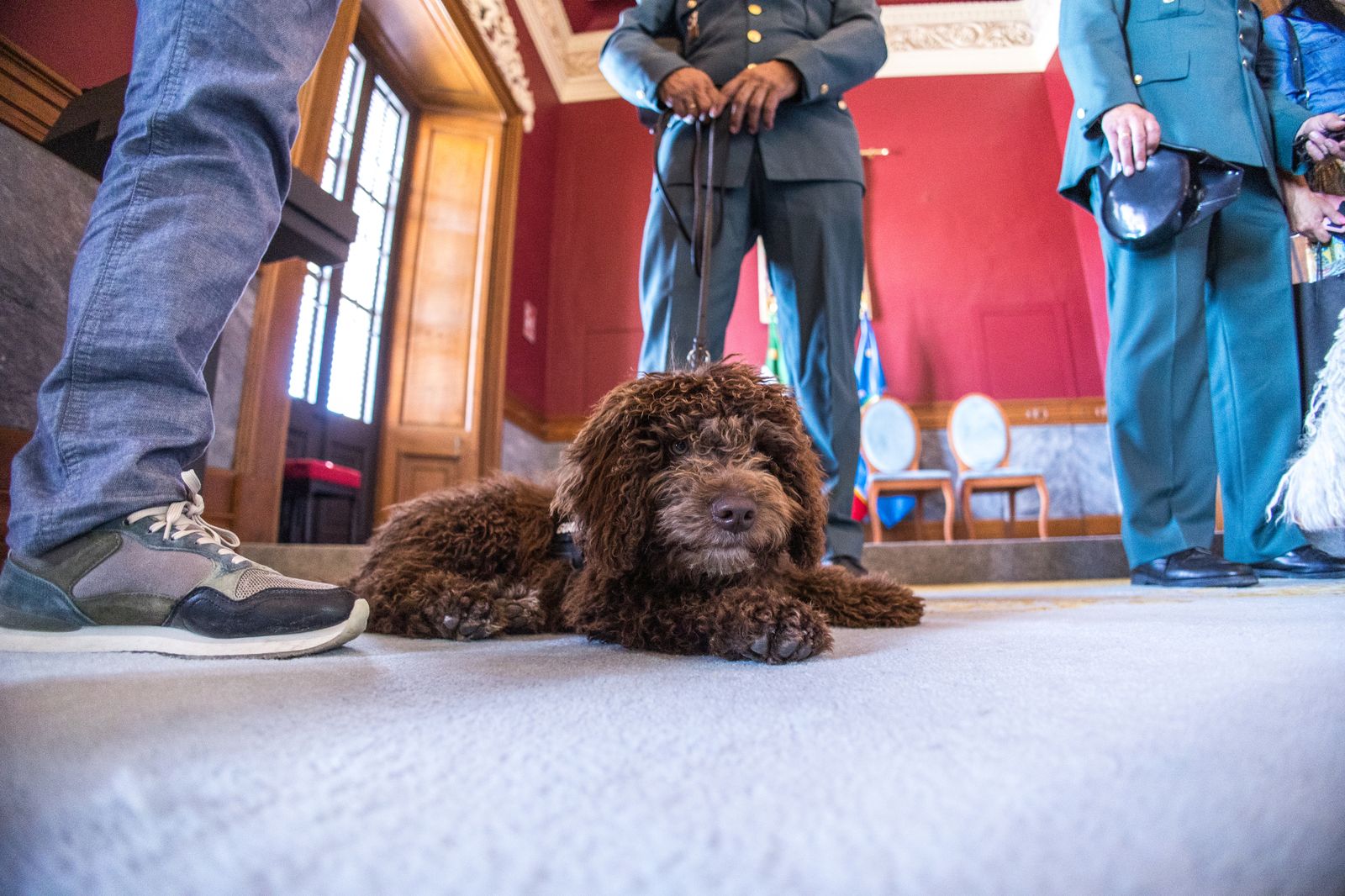 Las imágenes de la entrega del perro adiestrado Enzo a la Guardia Civil en San Fernando