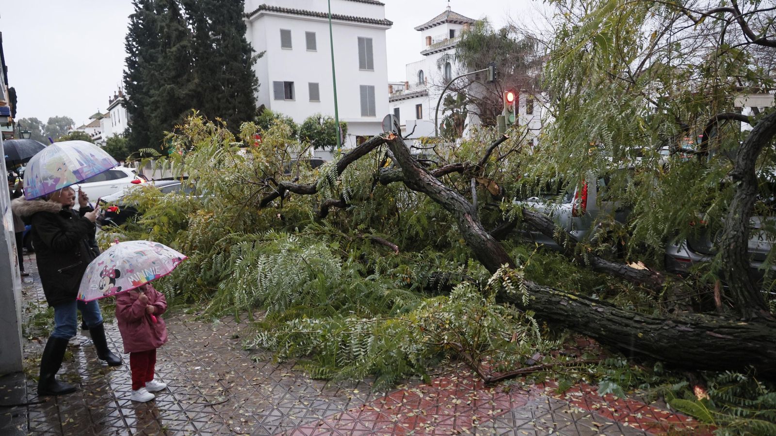 Una rama de grandes dimensiones cae delante de una de las entradas del colegio Claret.