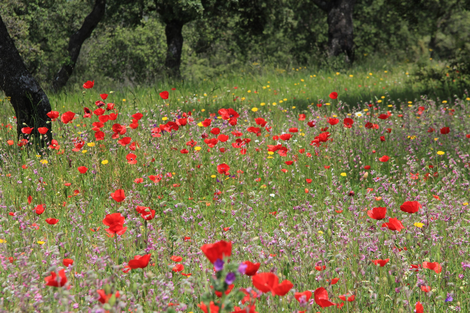 Las fotografías de la primavera en Los Pedroches