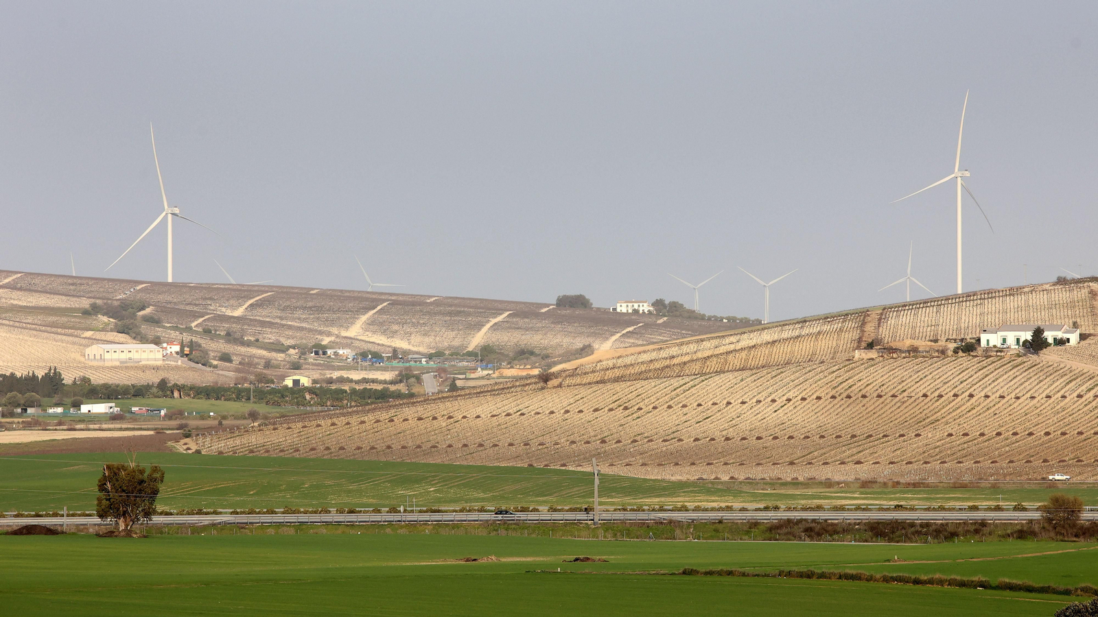 Imagen del viñedo histórico de Jerez con los aerogeneradores del parque El Barroso dominando la escena.