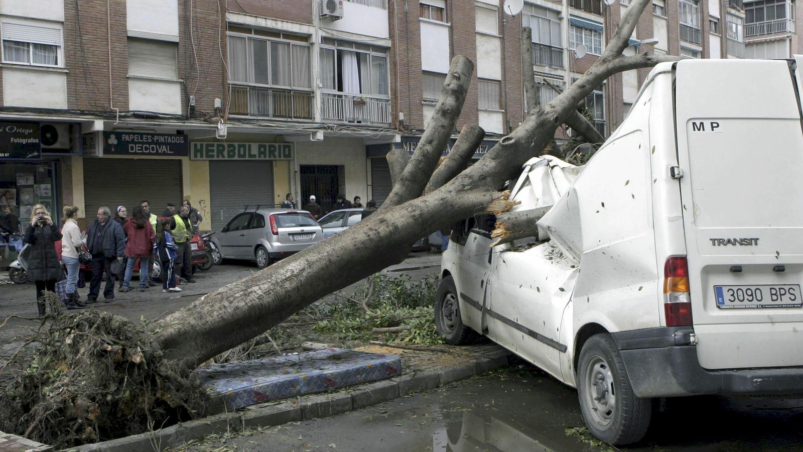 Uno de los 120 árboles que arrancó el tornado de San Andrés.