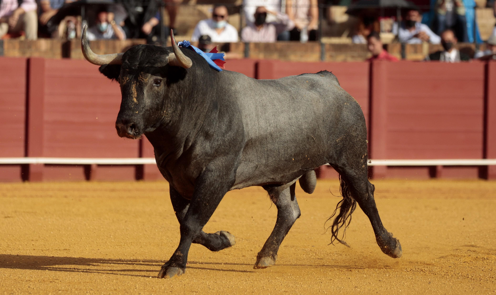 Las imágenes de la quinta corrida de San Miguel