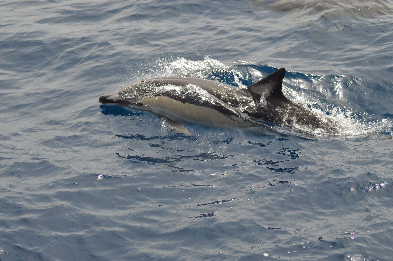 Delfín común (Delphinus delphis) en el mar de Alborán, cerca de Fuengirola