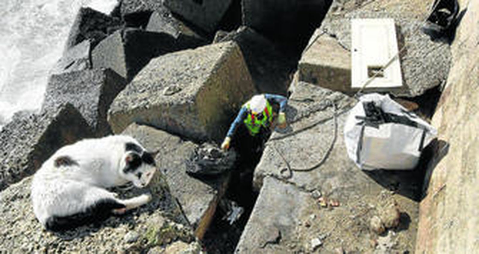 Un gato observa las labores de limpieza de los bloques del Campo del Sur.