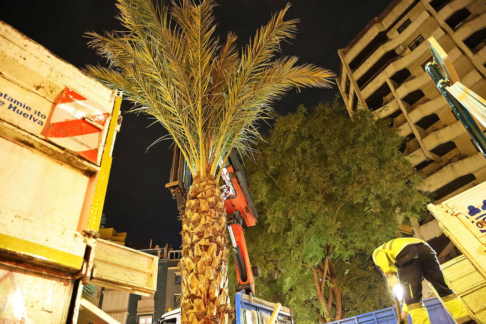 Las mejores imágenes de la plantación de la nueva palmera de Huelvaga