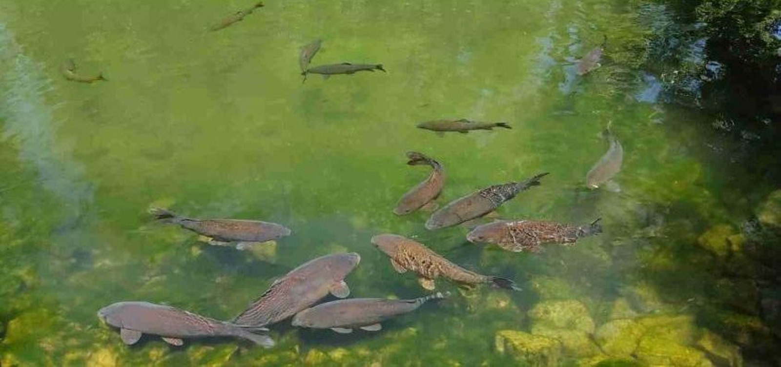 Conoce a los peces y anfibios que habitan esta zona con una actividad para toda la familia.