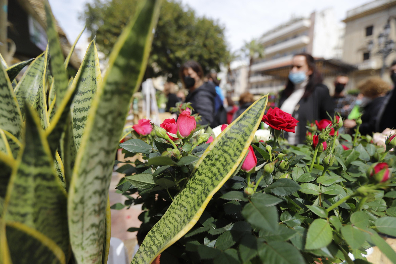 Imágenes del 'V Mercado de Flores y Plantas de Huelva' en la Plaza de Las Monjas