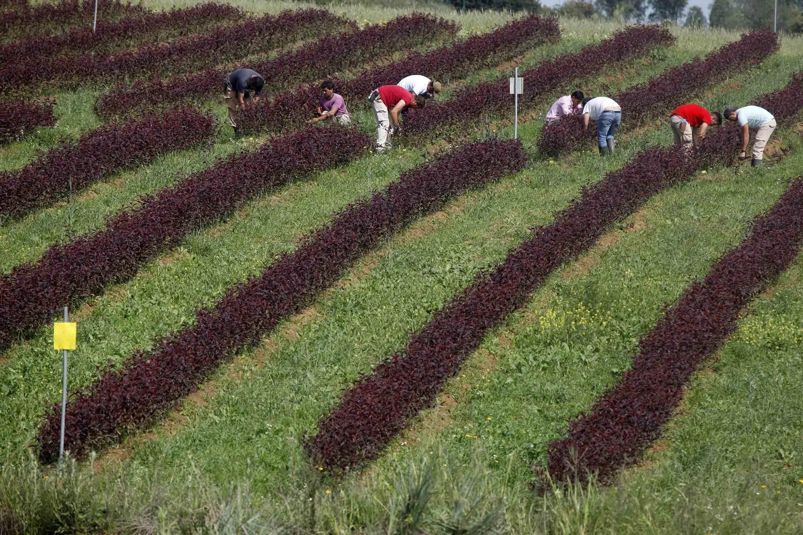 Trabajadores de la principal productora en Huelva, en uno de los campos para la experimentación de variedades.