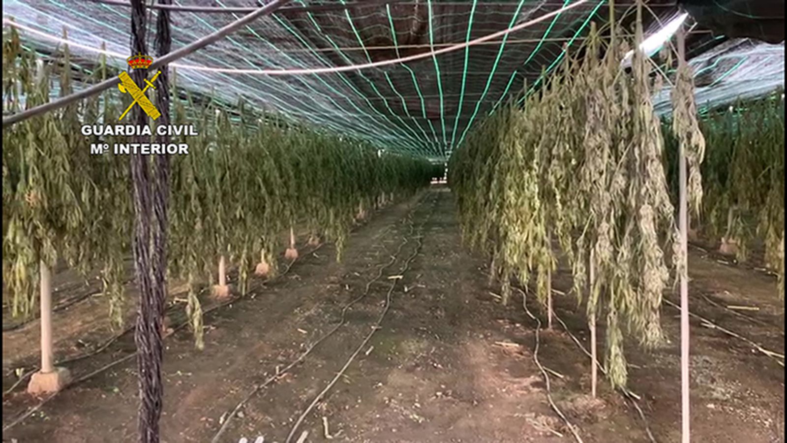 Un detenido tras intervenir 62.000 plantas de marihuana en una finca de cáñamo de Lucainena de las Torres.