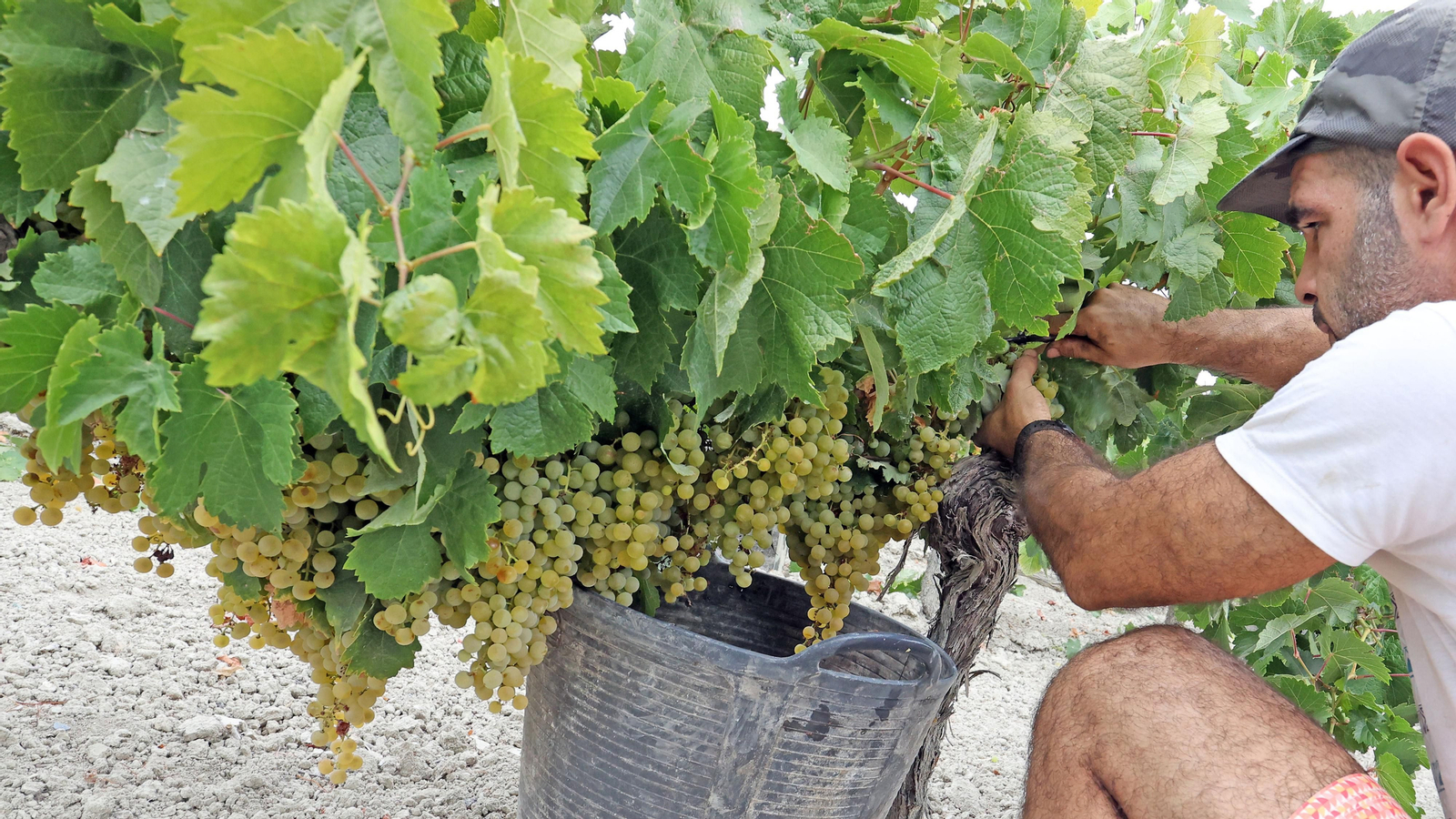 Vendimia a mano en Viña el Candelero en Jerez