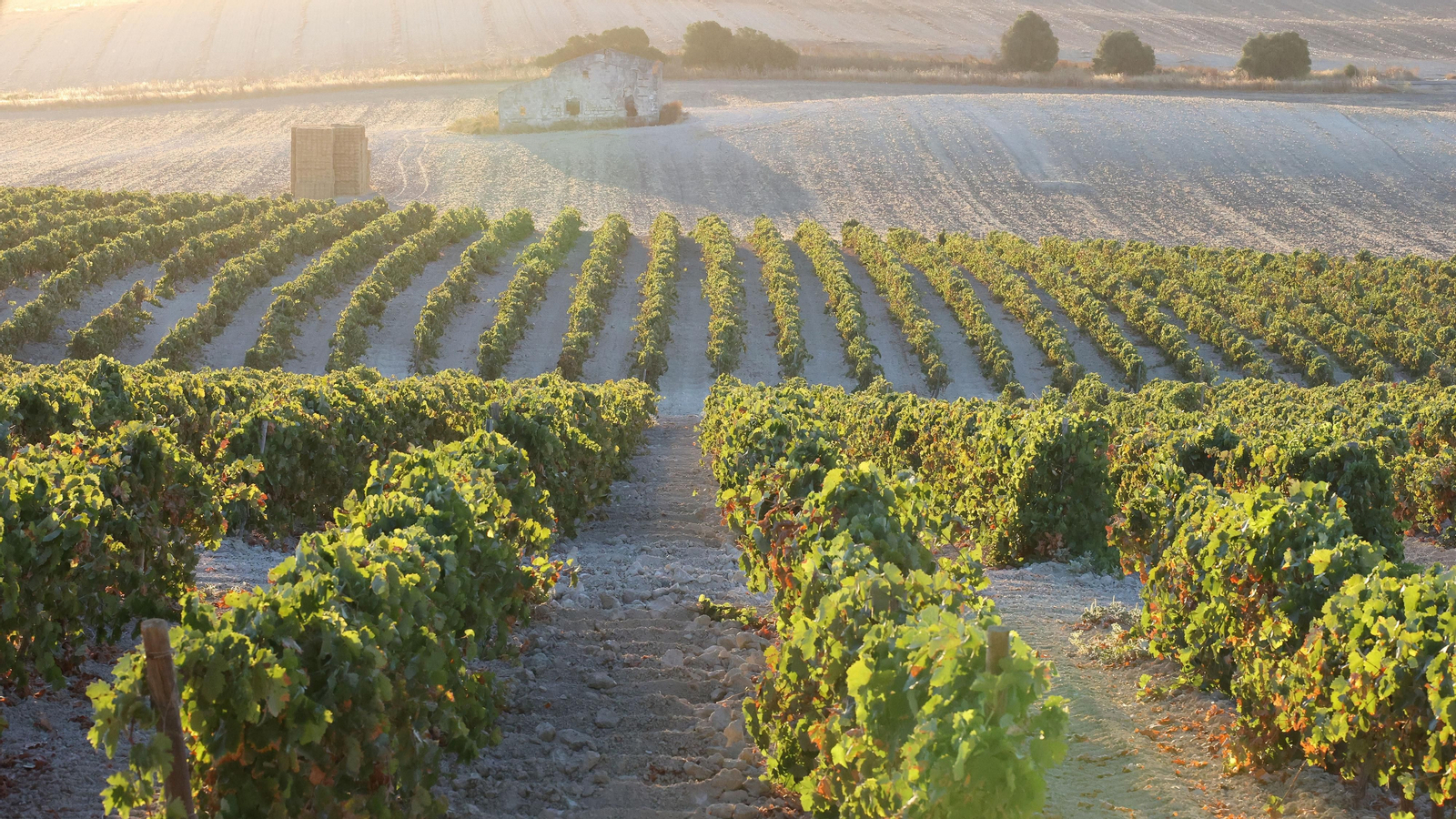 Asoleo de Pedro Ximénez en González Byass