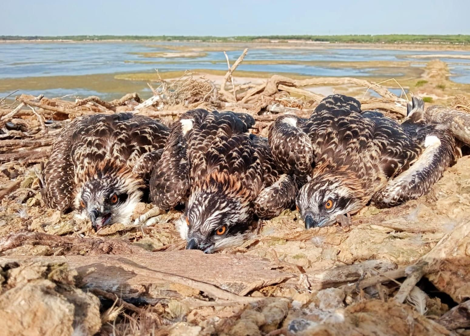 Varios pollos de águila pescadora. Varios pollos de águila pescadora.