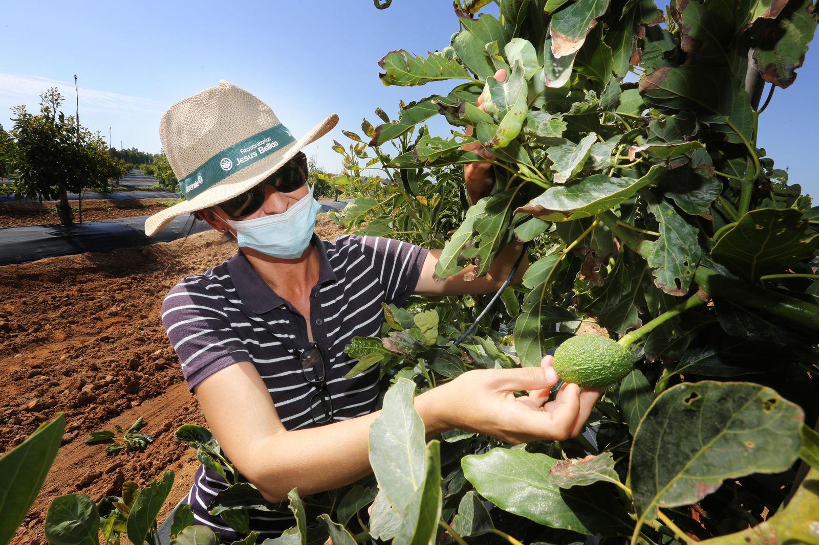Aguacate:EL "oro verde"ya se cultiva en jerez