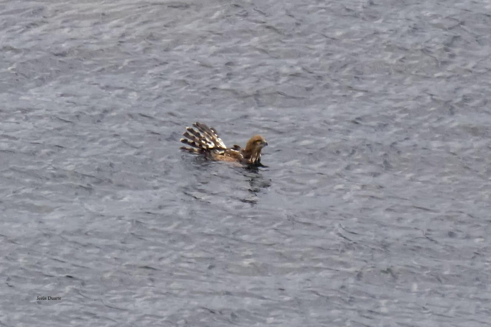 Así fue el rescate de una águila culebrera en el Estrecho junto a Punta Carnero